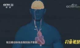 心脏跳动视频,揭秘心脏跳动的奥秘